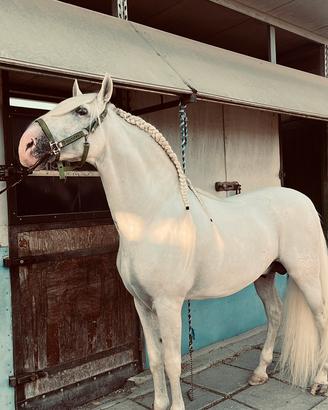 Cavallo Spagnolo
