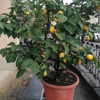 pianta di limone