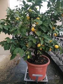 pianta di limone