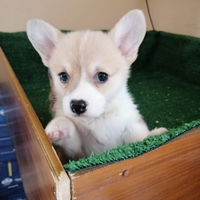 Cuccioli di welsh corgi