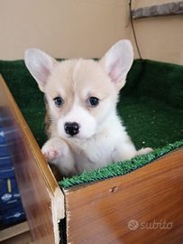 Cuccioli di welsh corgi