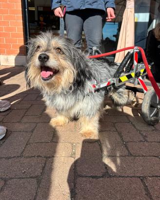 SIC un cagnolino speciale da adottare