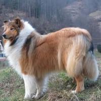 Maschio adulto pastore scozzese