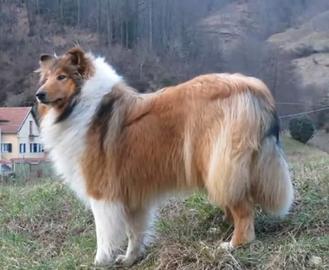 Maschio adulto pastore scozzese