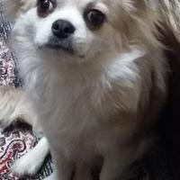 Fidanzatina per chihuahua alta genealogia enci p.l