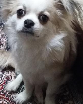 Fidanzatina per chihuahua alta genealogia enci p.l