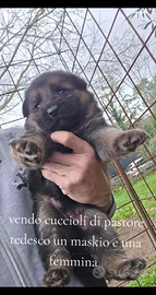 Cuccioli di pastore tedesco