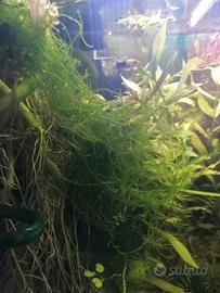 Mix piante acquario e laghetto