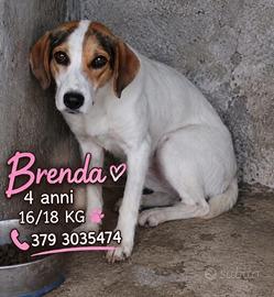 BRENDA 4 ANNI 16/18 KG taglia media contenuta