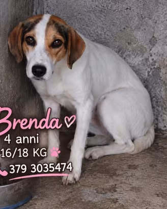 BRENDA 4 ANNI 16/18 KG taglia media contenuta