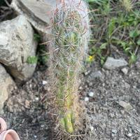 cactus oreocereus  "vecchio della montagna"