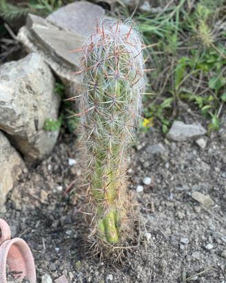 cactus oreocereus  "vecchio della montagna"