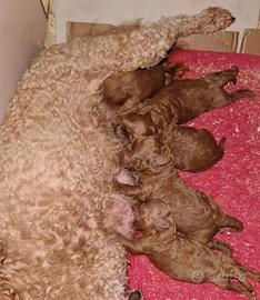 Barboncini toy e nani pedigree