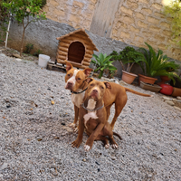 Cucciola American Pitbull MCKCI