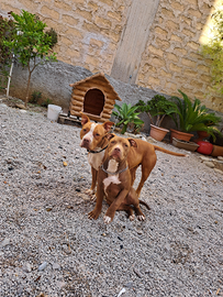 Cucciola American Pitbull MCKCI