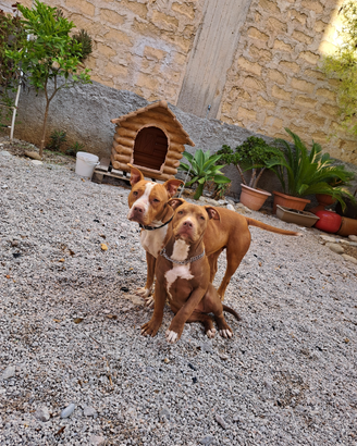 Cucciola American Pitbull MCKCI