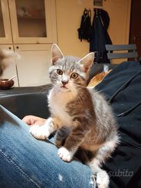 Gatto maschio e gatto femmina 2 mesi