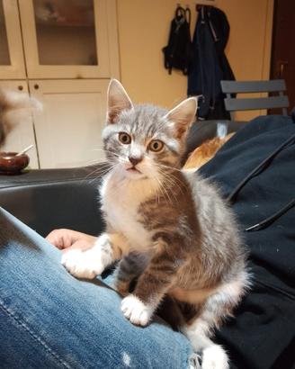 Gatto maschio e gatto femmina 2 mesi