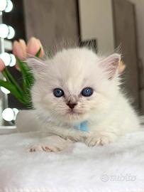 Gattino British Long Hair Maschio (Occhi Azzurri)