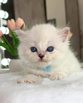 Gattino British Long Hair Maschio (Occhi Azzurri)