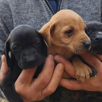 Cuccioli di bracco pointer (tartufo)
