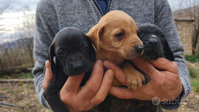Cuccioli di bracco pointer (tartufo)