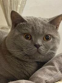 British short hair per monta