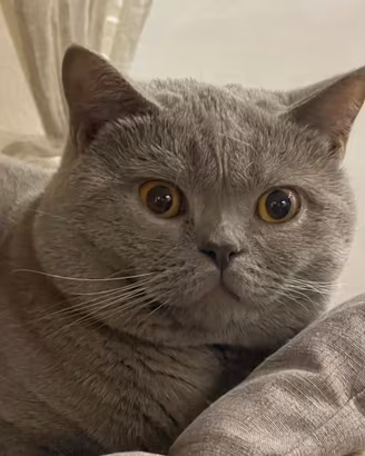 British short hair per monta