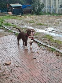 american bully per monta 