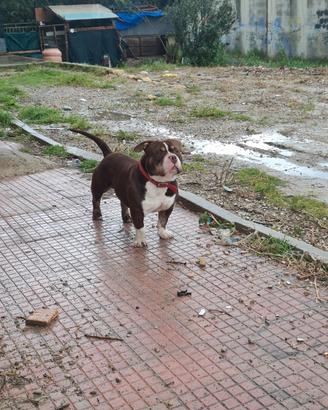 american bully per monta 