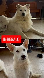 2 cani husky/cane da pastore