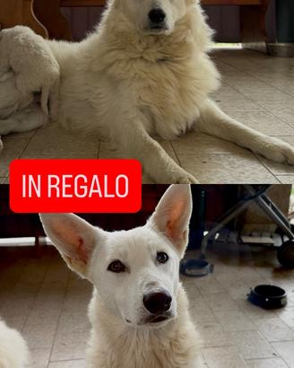 2 cani husky/cane da pastore