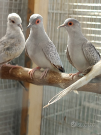 Coppia Tortore diamantine