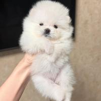 Spitz volpino pomerania