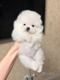 Spitz volpino pomerania