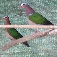 Tortora Ali Verdi Femmina