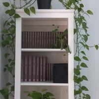 Pianta Epipremnum Golden Pothos 