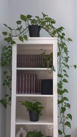 Pianta Epipremnum Golden Pothos 