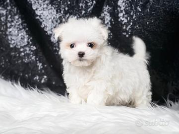 Cucciolo maschio di Maltese