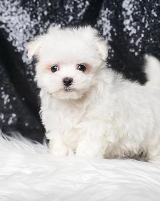 Cucciolo maschio di Maltese