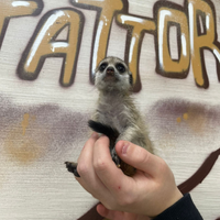 Baby Suricato con 3 rate