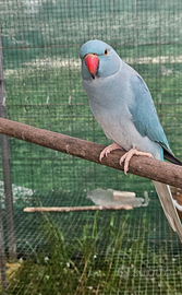 Parrocchetto dal collare