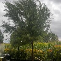 Albero di salice piangente contorto