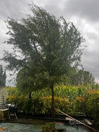 Albero di salice piangente contorto