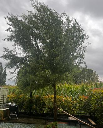 Albero di salice piangente contorto