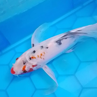 Butterfly Koi