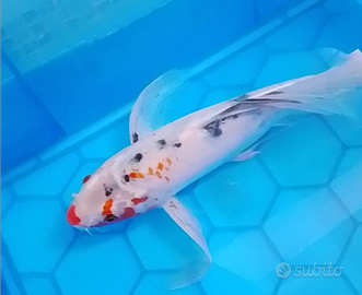 Butterfly Koi