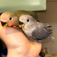 Inseparabili allevati a mano