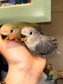 Inseparabili allevati a mano