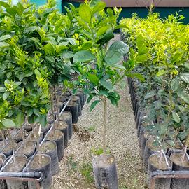 arancio newhall su arancio amaro 